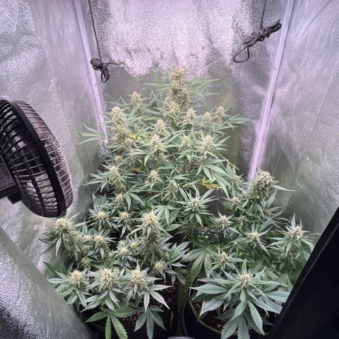 Pound Cake Auto growlog timeline photo