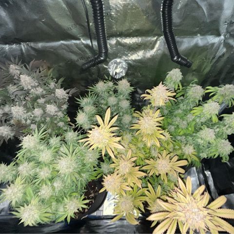 Runtz #1 growlog timeline photo