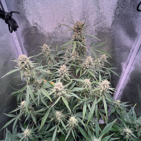 Pound Cake Auto growlog timeline photo