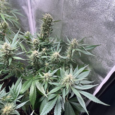 Strawberry Gorilla Auto growlog timeline photo