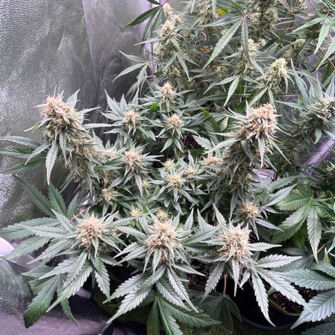 Wedding Glue Auto growlog timeline photo