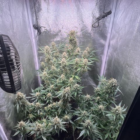 Pound Cake Auto growlog timeline photo