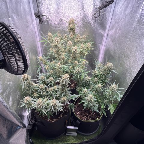 Pound Cake Auto growlog timeline photo