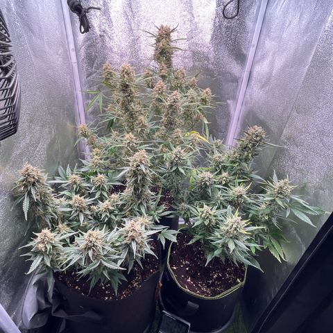 Pound Cake Auto growlog timeline photo