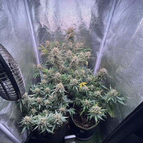 Pound Cake Auto growlog timeline photo