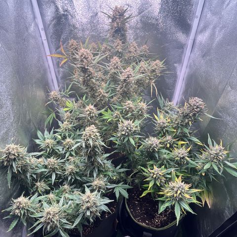 Pound Cake Auto growlog timeline photo