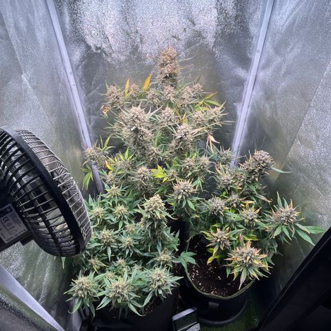 Pound Cake Auto growlog timeline photo