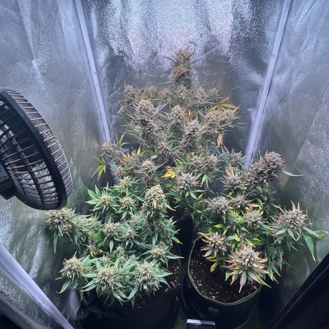 Pound Cake Auto growlog timeline photo