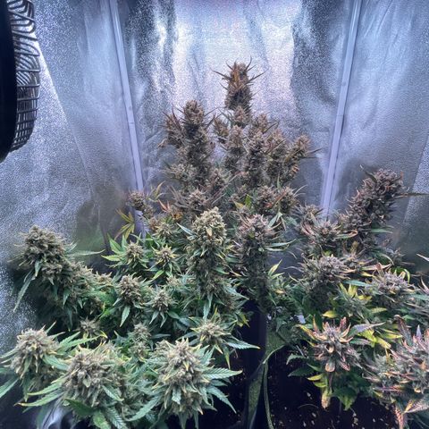 Pound Cake Auto growlog timeline photo