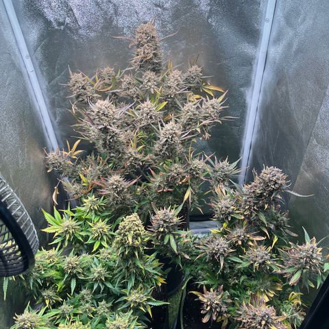 Pound Cake Auto growlog timeline photo