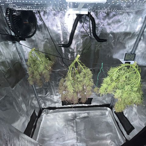 Pound Cake Auto growlog timeline photo