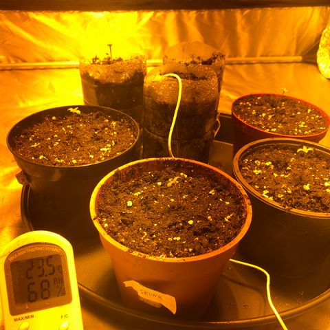Adolf #1 growlog timeline photo