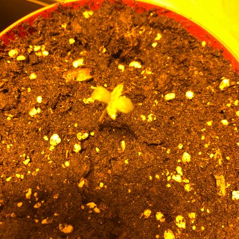 Adolf #1 growlog timeline photo
