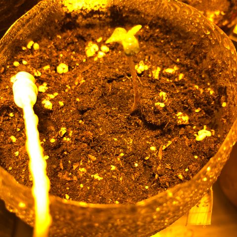 Adolf #1 growlog timeline photo
