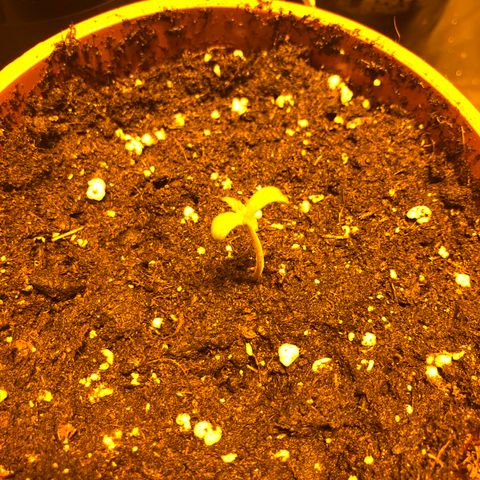Adolf #1 growlog timeline photo