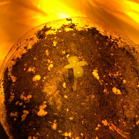 Adolf #1 growlog timeline photo