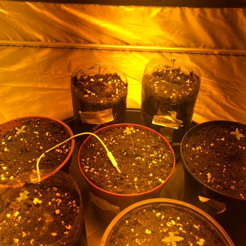 Adolf #1 growlog timeline photo
