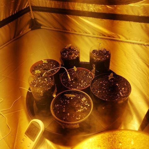 Adolf #1 growlog timeline photo