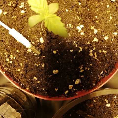 Adolf #1 growlog timeline photo