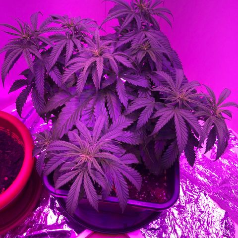 Adolf #1 growlog timeline photo