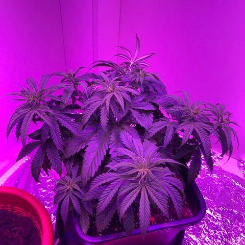Adolf #1 growlog timeline photo