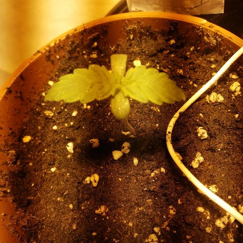 Adolf #1 growlog timeline photo