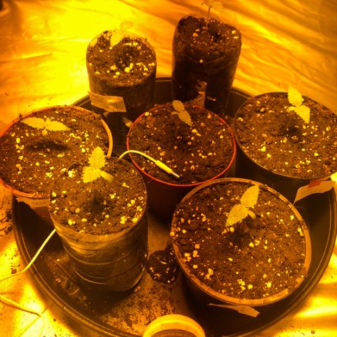 Adolf #1 growlog timeline photo