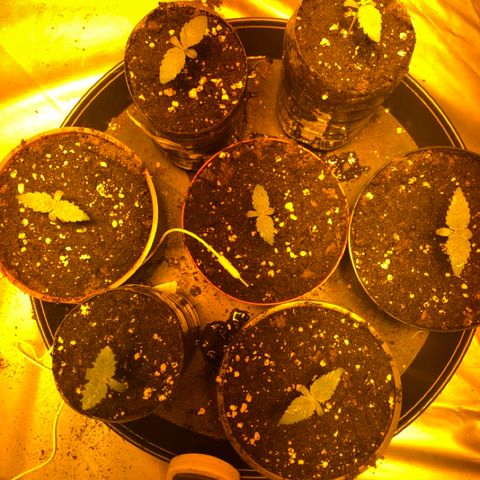 Adolf #1 growlog timeline photo