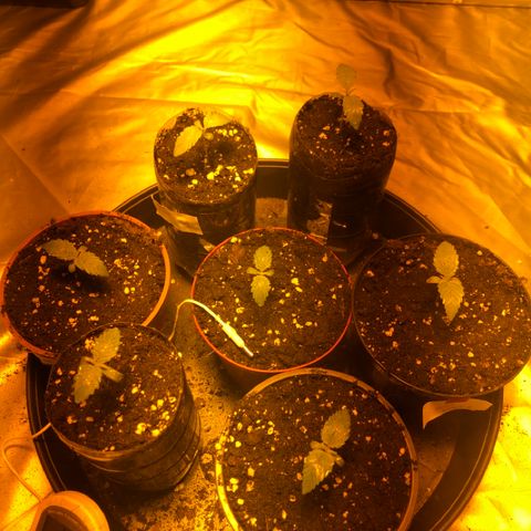 Adolf #1 growlog timeline photo
