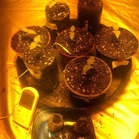 Adolf #1 growlog timeline photo