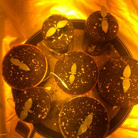 Adolf #1 growlog timeline photo