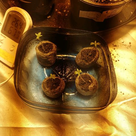 Adolf #1 growlog timeline photo
