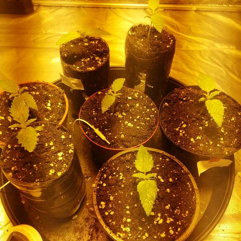 Adolf #1 growlog timeline photo