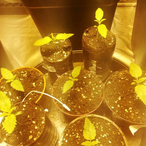 Adolf #1 growlog timeline photo