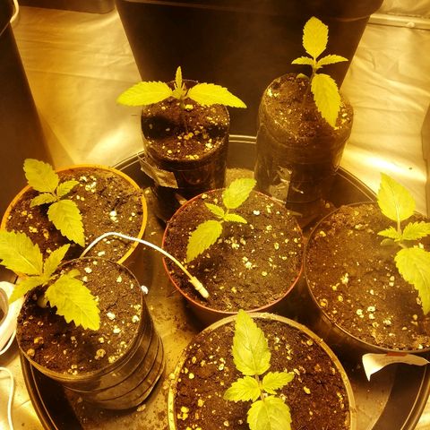 Adolf #1 growlog timeline photo