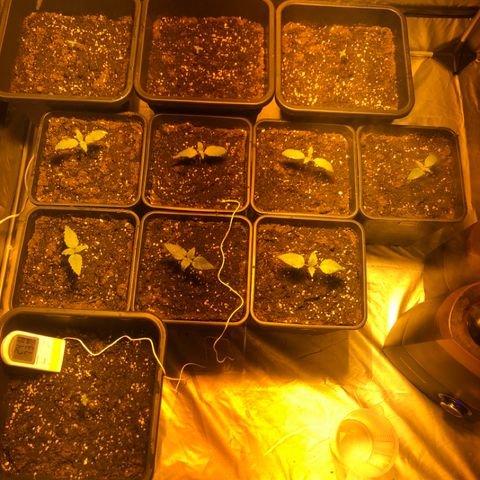 Adolf #1 growlog timeline photo