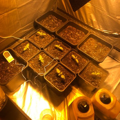 Adolf #1 growlog timeline photo