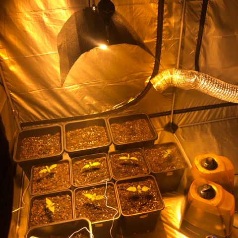 Adolf #1 growlog timeline photo