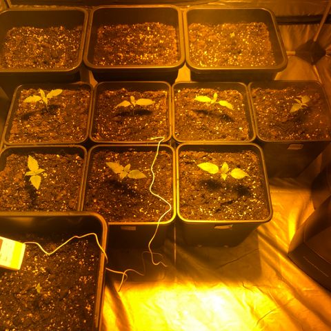 Adolf #1 growlog timeline photo