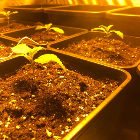 Adolf #1 growlog timeline photo