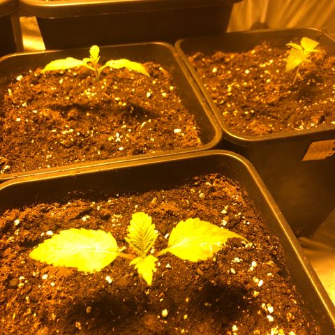 Adolf #1 growlog timeline photo