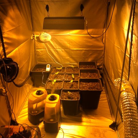 Adolf #1 growlog timeline photo