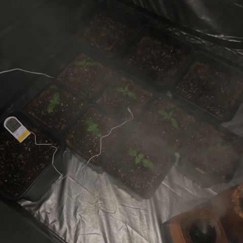 Adolf #1 growlog timeline photo