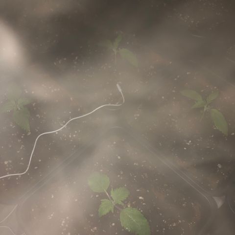 Adolf #1 growlog timeline photo