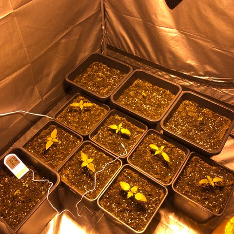 Adolf #1 growlog timeline photo