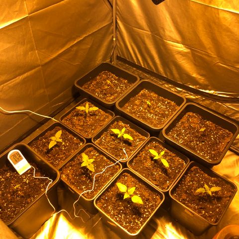 Adolf #1 growlog timeline photo