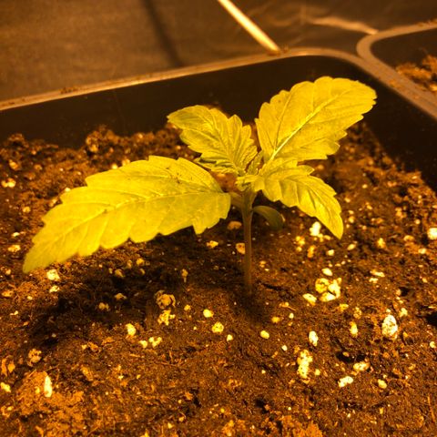 Adolf #1 growlog timeline photo
