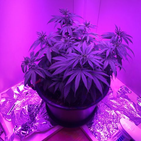 Adolf #1 growlog timeline photo