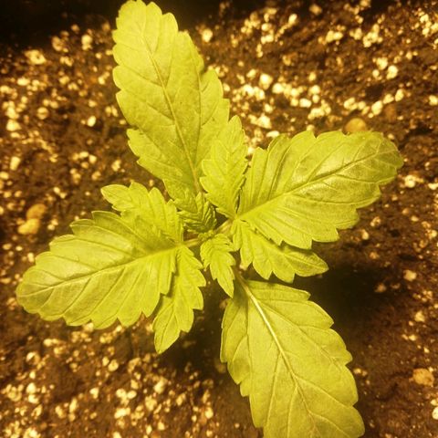 Adolf #1 growlog timeline photo