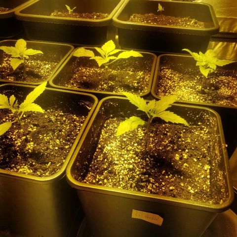 Adolf #1 growlog photo: Post lavaggio